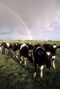 Photo shows cows in a field